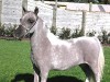 BLUEGABLES TOI EMPRESS (SOLD)