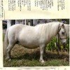 MEDALLION DAMSEL PEACHES & CREAM