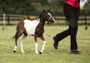 2008 BLUEGABLES ALOHA PRETTY BOY (sold to Australia)