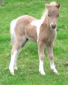 Miss Remarkable x Monarch