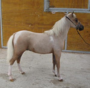 SOLD BLUEGABLES BAYONETS GOLD N BUCK