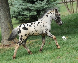 FOAL