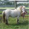 SOLD MARE ONLY DREAMS N MINI MISTY LADY