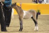 2010 BLUEGABLES MISS LIBERTY BELLE (SOLD)