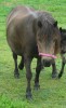 WINDSONGS BUCKEROO LADY AND FOAL (MARE SOLD)