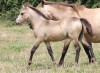 List of weanlings for sale