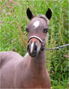 Bluegables NZ Buckeroo - SOLD