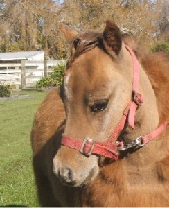 Appaloosa Bred filly (SOLD)