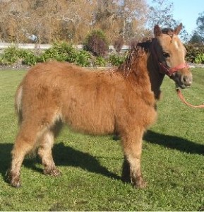 Appaloosa Bred filly (SOLD)