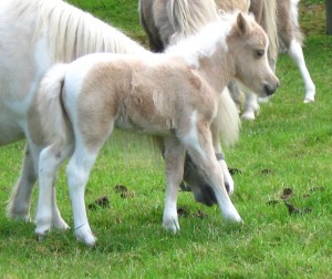 2009 filly foal