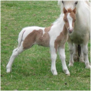 2008 FILLY FOAL