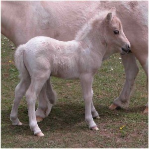 2007 FILLY FOAL