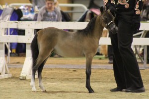 2010 BLUEGABLES MISS LIBERTY BELLE (SOLD)