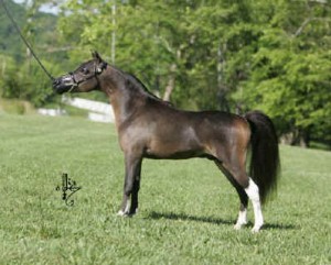 SIRE 2010 NATIONAL SUPREME GRAND CHAMPION