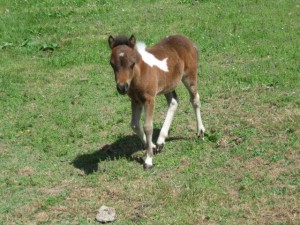 BLUEGABLES BAYONETS STARLET (SOLD)