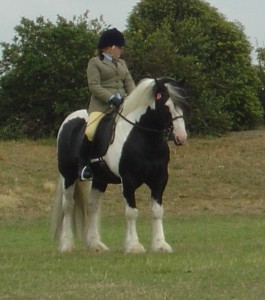 JOHN SIRE OF BOTH ABBYS FOALS AND THE STALLION SHE DUE TO FAOL TO.