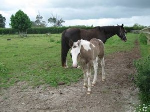 COLT