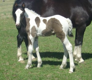 WHITE EARED HORSE SOLD