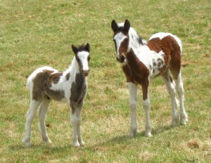 filly on the right