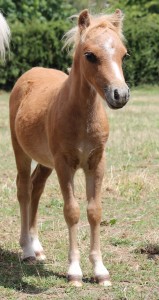 BLUEGABLES COLTS