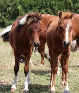 BLUEGABLES COLTS